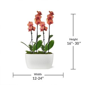 10-Inch Orchid Garden (Phalaenopsis) Phalaenopsis