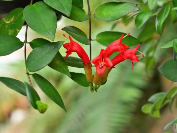 Lipstick Plant (Aeschynanthus radicans)