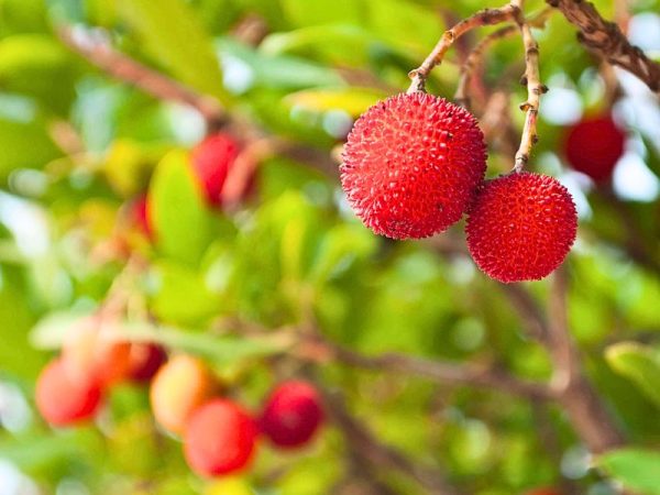 Marina Strawberry (Arbutus ‘Marina’)