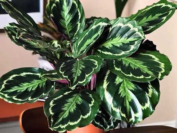 Calathea Medallion (Calathea veitchiana 'Medallion')