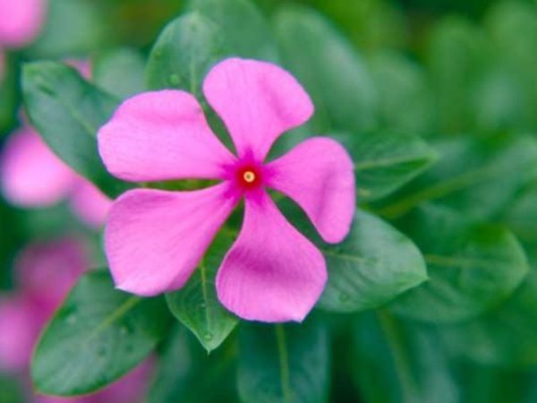 Madagascar Periwinkle (Catharanthus roseus)