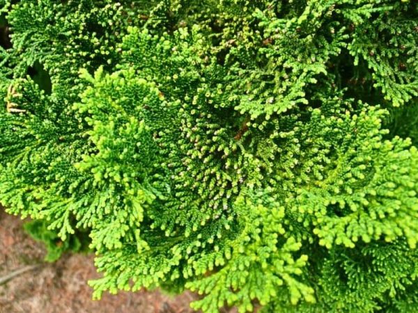 Hinoki Cypress 'Nana Gracilis' (Chamaecyparis obtusa 'Nana Gracilis')