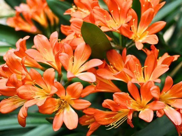 Bush lily (Clivia miniata)