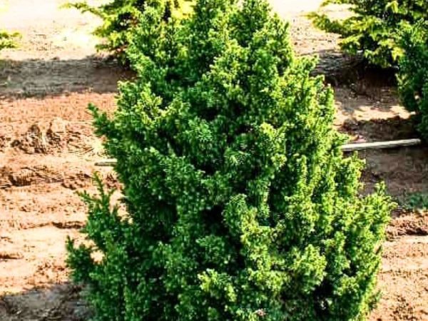 Black Dragon Cryptomeria (Cryptomeria japonica 'Black Dragon')