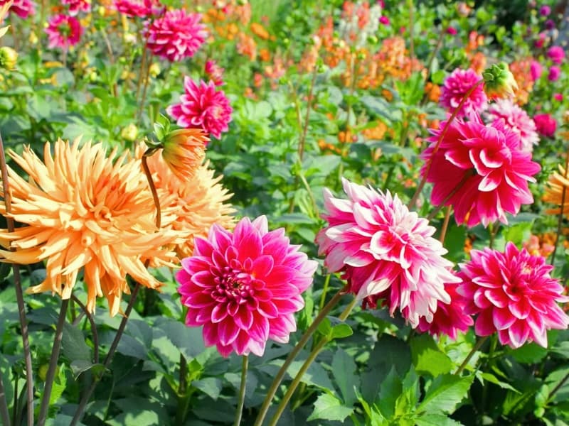 Dahlia - Garden Center Point