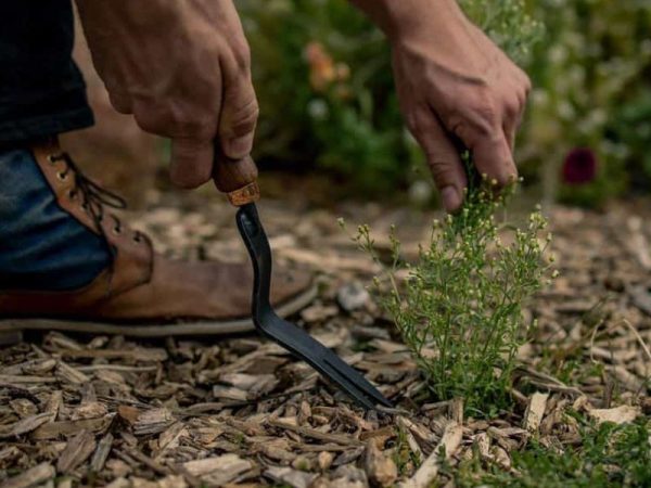 Dandelion Weeding Fork By Barebones