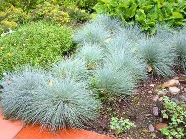 Blue Fescue 'Elijah Blue' (Festuca glauca 'Elijah Blue')