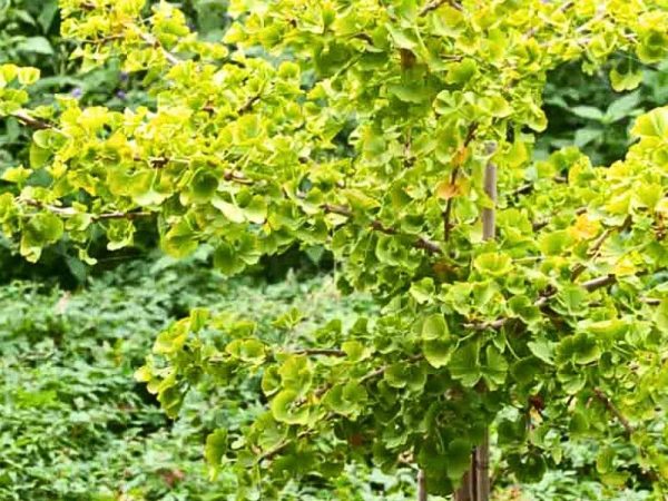 Maidenhair Tree 'Mariken' (Ginko Biloba 'Mariken')