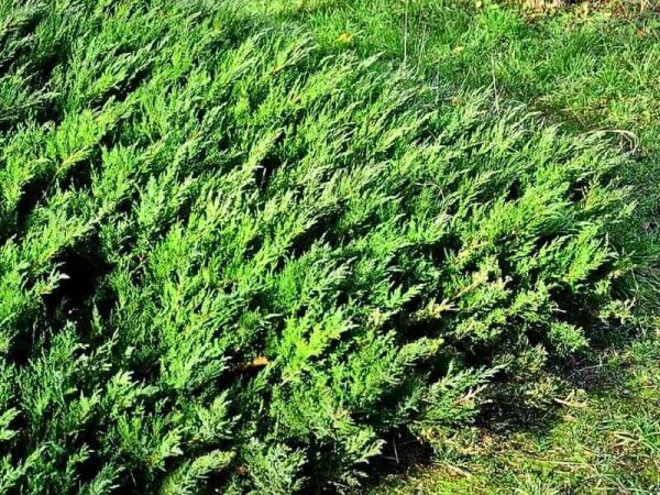 Parson’s Juniper (Juniperus squamata 'Expansa Parsonii')