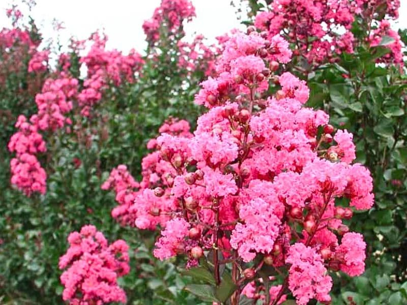 Crepe myrtle 'Pink Velour' (Lagerstroemia indica 'Pink Velour')