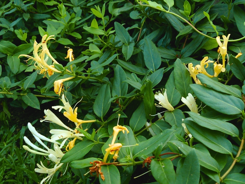 Japanese Honeysuckle (Lonicera japonica) - Garden Center Point