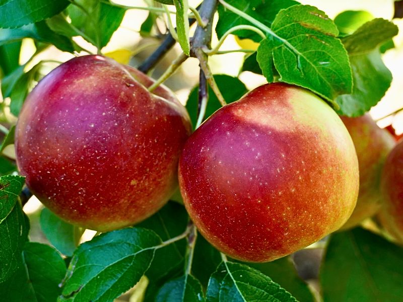 McIntosh Apple (Malus domestica 'McIntosh')