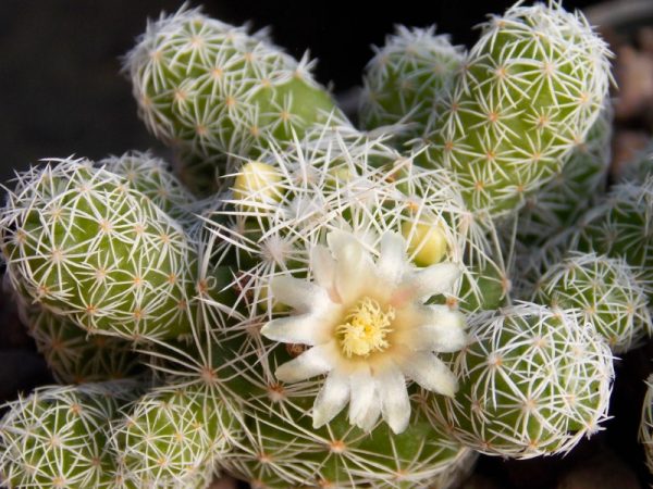 Pincushion Cactus (Mammillaria)