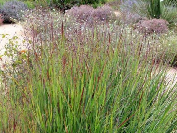 Shenandoah Switch Grass (Panicum virgatum 'Shenandoah')