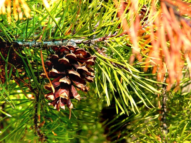 Virginia Pine (Pinus virginiana)