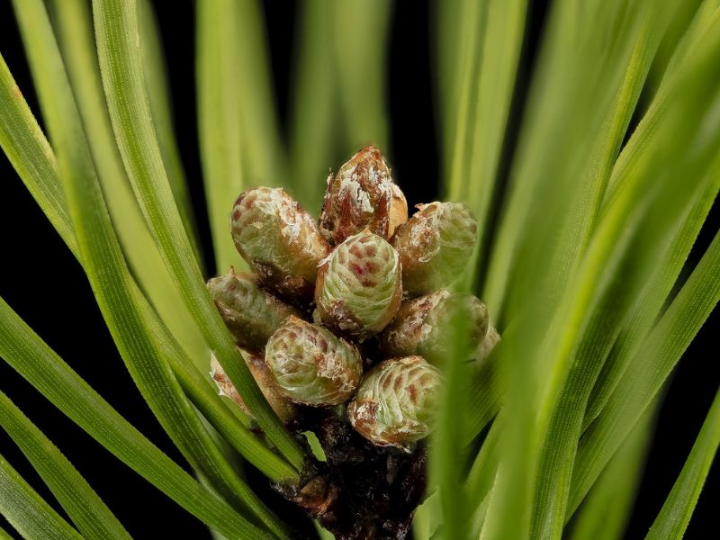 Virginia Pine (Pinus virginiana)