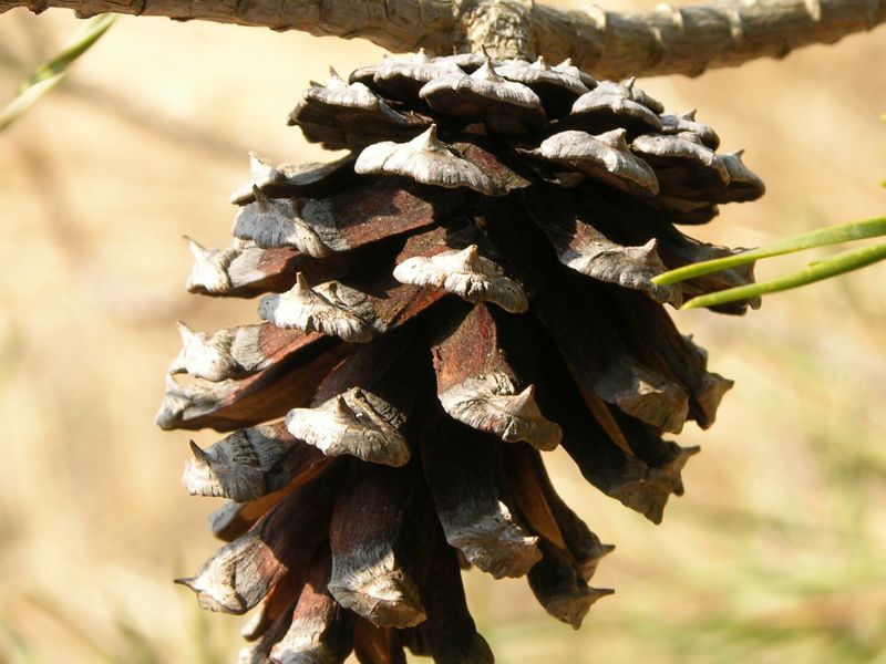 Virginia Pine (Pinus virginiana)