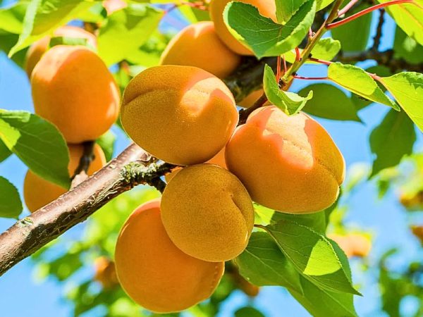 Puget Gold Apricot (Prunus armeniaca 'Puget Gold')