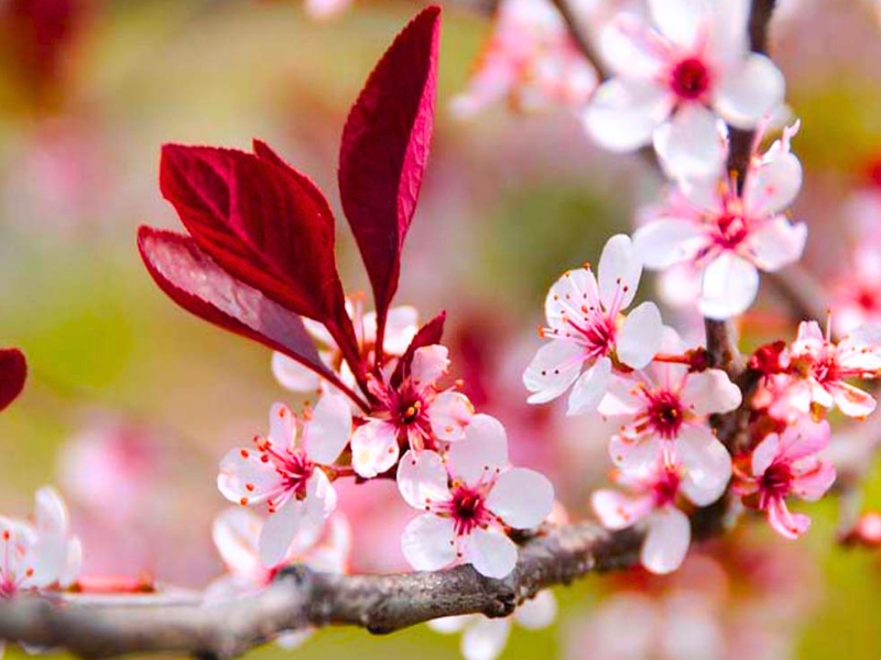 Cherry Plum (Prunus cerasifera) - Garden Center Point