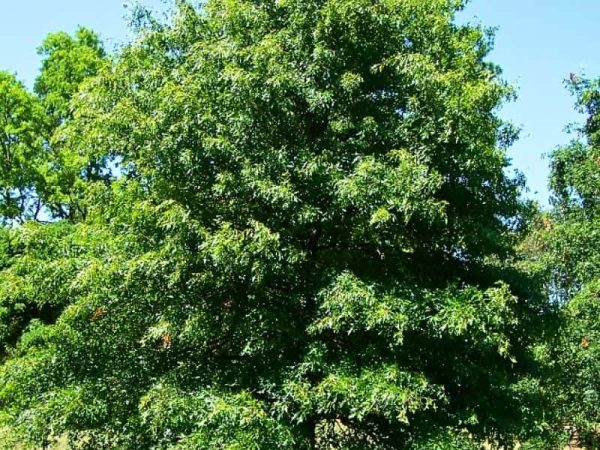 Swamp Spanish Oak (Quercus palustris)