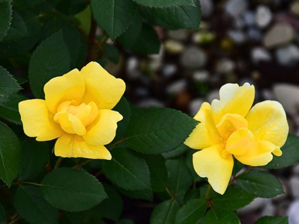 Sunny Knock Out Rose (Rosa 'RADsunny')