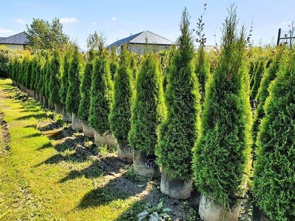 Emerald Green Arborvitae (Thuja occidentalis 'Smaragd')