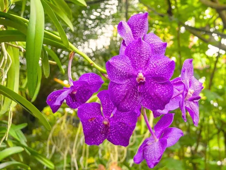 Vanda Orchid Vanda Garden Center Point