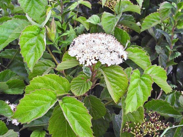 Arrowwood Viburnum (Viburnum dentatum)