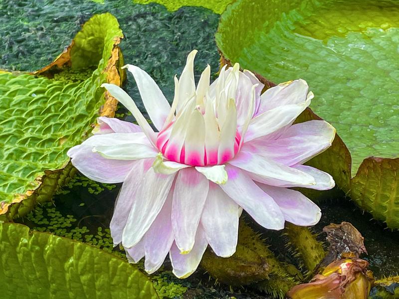 Aquatic and Water Plants