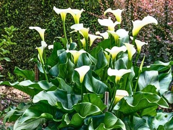 Arum Lily (Zantedeschia aethiopica)