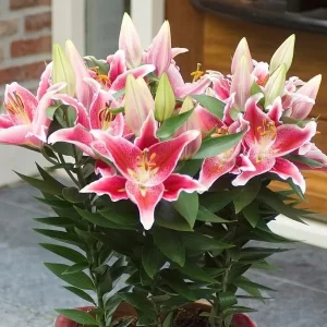 after eight dwarf oriental lily