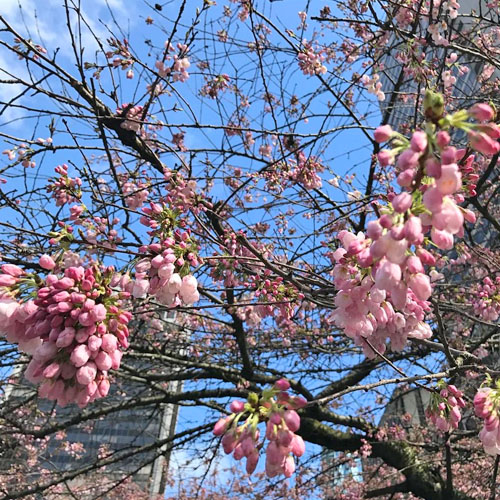 Akebono Cherry Tree