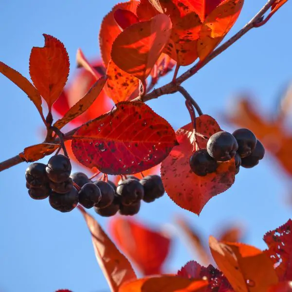 autumn magic black chokeberry