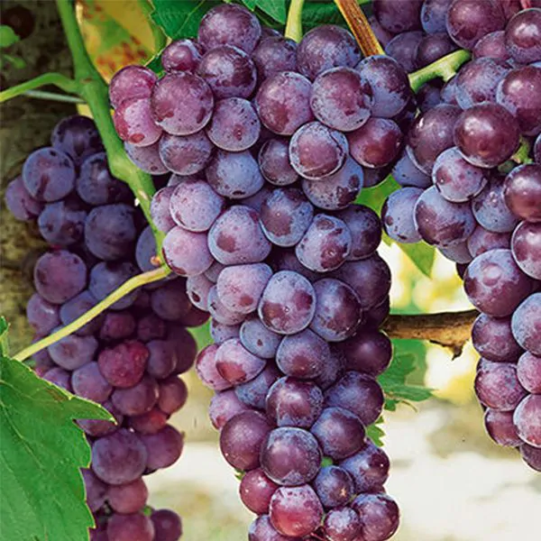 bluebell grape vines
