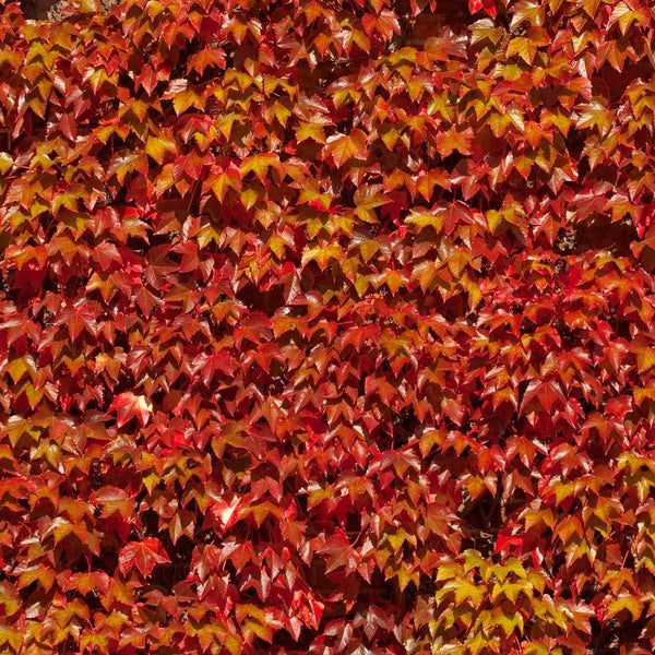 Boston Ivy Vine (Parthenocissus tricuspidata) Parthenocissus tricuspidata