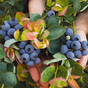 Bushel and Berry Peach Sorbet™ Blueberry Bush (Vaccinium corymbosum 'ZF06-043' PP23325) Vaccinium corymbosum 'ZF06-043' PP23325