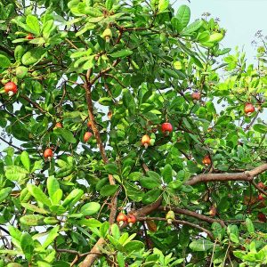 Cashew Tree (Anacardium occidentale) Anacardium occidentale