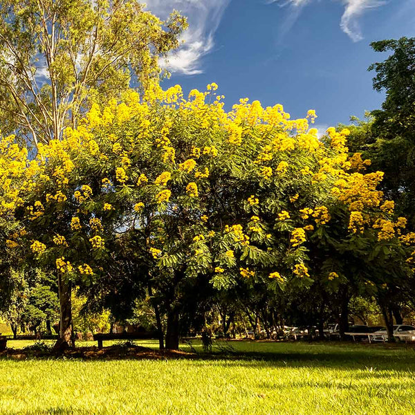 Cassia Tree (Senna polyphylla) Senna polyphylla