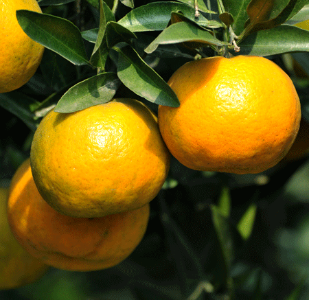 Chinotto Sour Orange Tree (Citrus aurantiifolia var. myrtifolia 'Chinotto') Citrus aurantiifolia var. myrtifolia 'Chinotto'