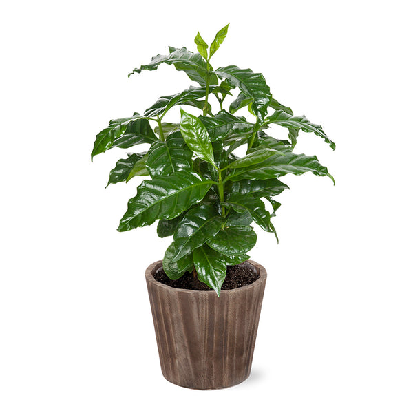 Coffee Plant in Decorative Pot (Coffee arabica) Coffee arabica