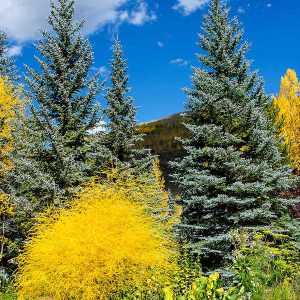 Colorado Blue Spruce Tree (Picea pungens) Picea pungens