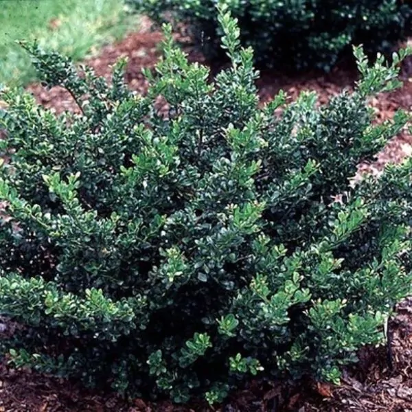 compact japanese holly
