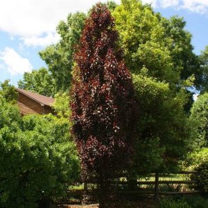 Crimson Pointe Purple Leaf Plum Tree Prunus x cerasifera ‘Cripoizam’