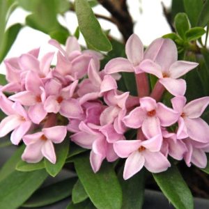 Daphne × transatlantica Pink Fragrance (Blapink) (PBR)