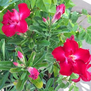 Desert Rose Plants For Sale