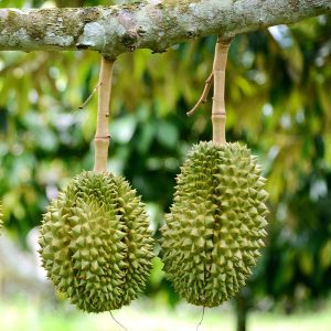 Durian Fruit (Durio zibethinus) Durio zibethinus