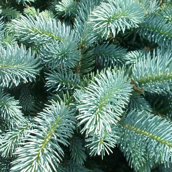 dwarf globe blue spruce
