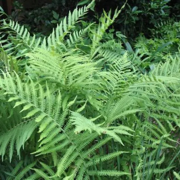 dwarf southern wood fern