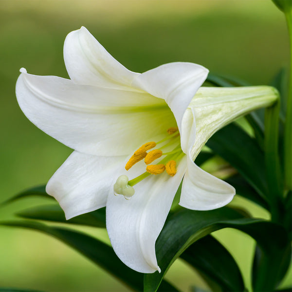 Easter Lily Plant (Lilium longiflorum) Lilium longiflorum