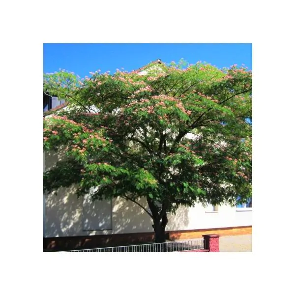 eh wilson mimosa tree
